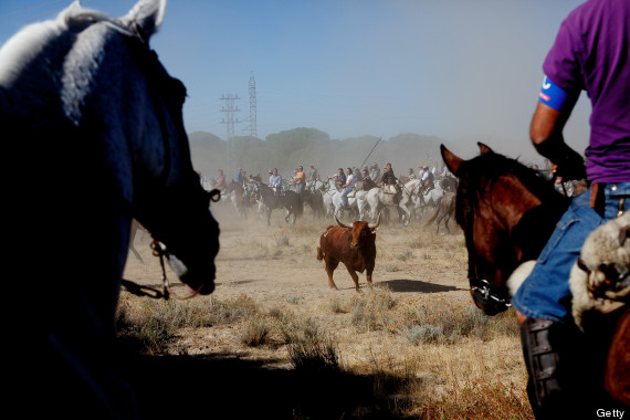 toro de la vega