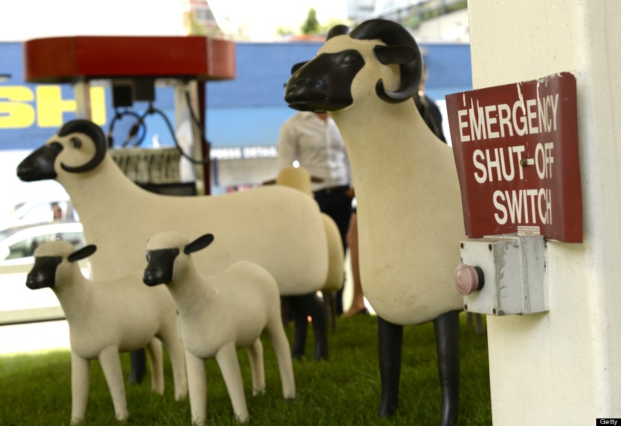 sheep station