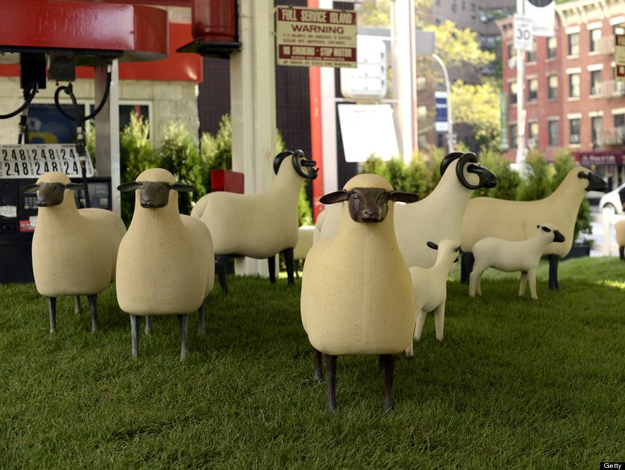 sheep station
