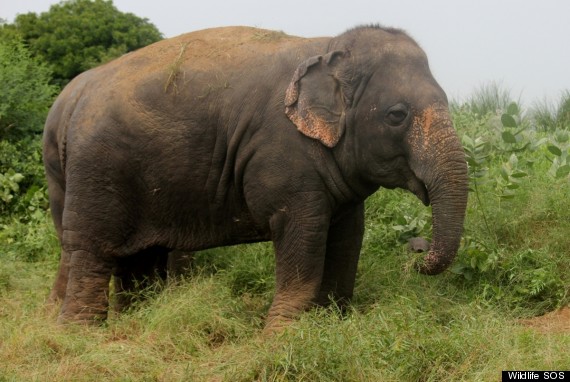lakshmi elephant india
