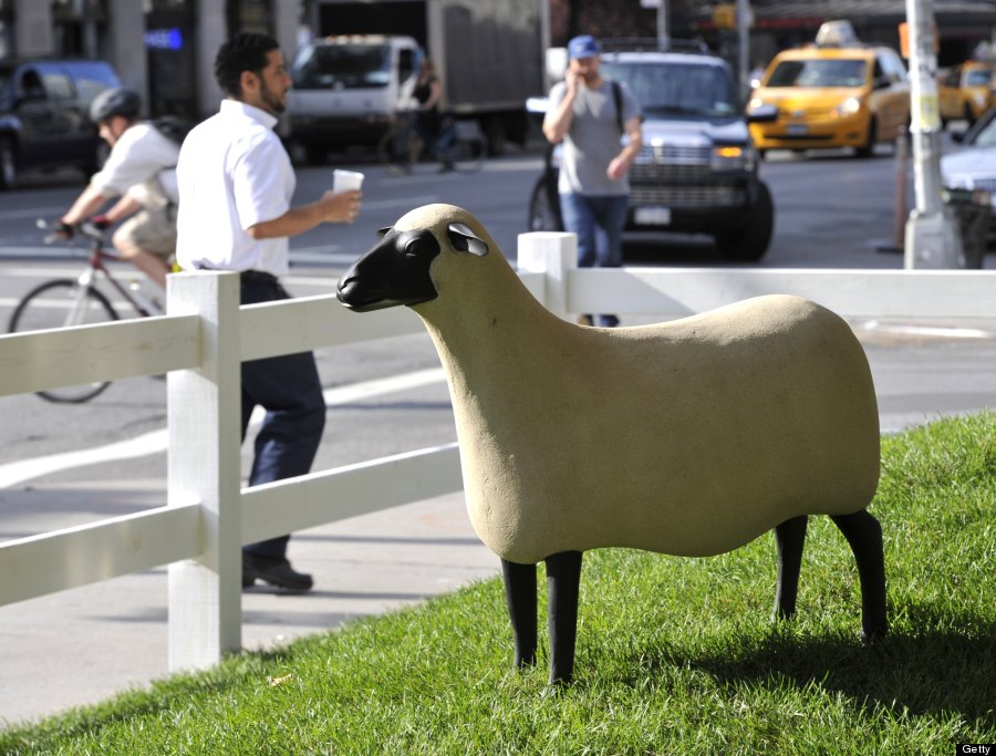 sheep station