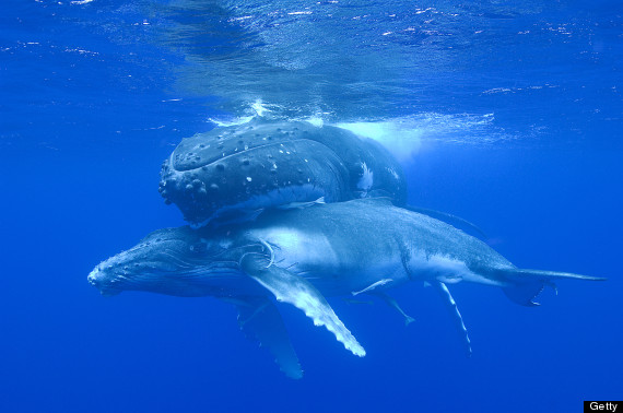 two humpback