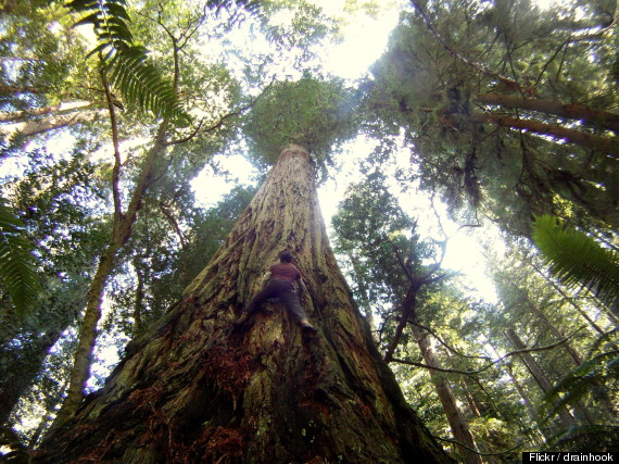 climbing redwoods