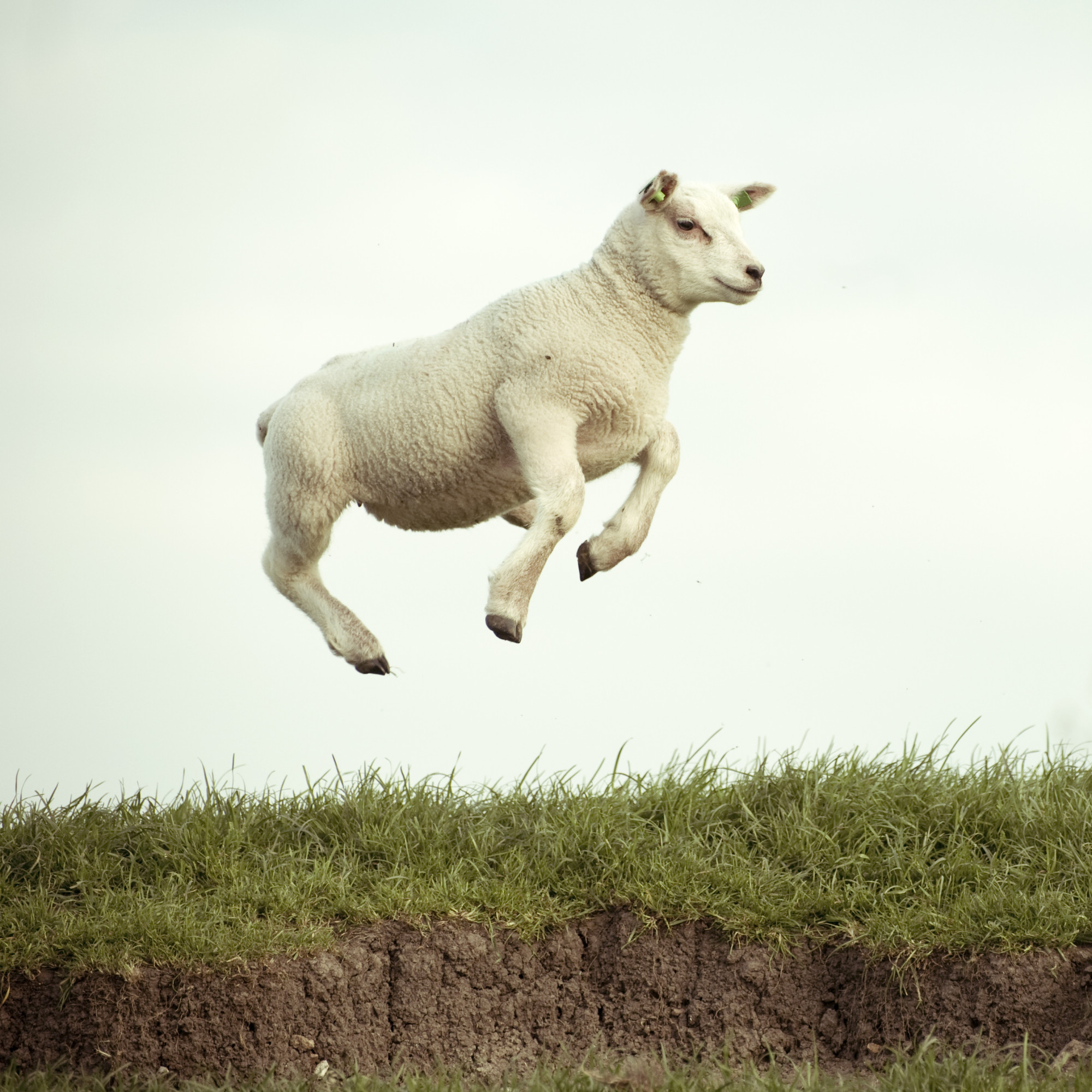 Paul Lovell, IT Worker Denies Sex With Sheep By Tottenham Hotspur ...