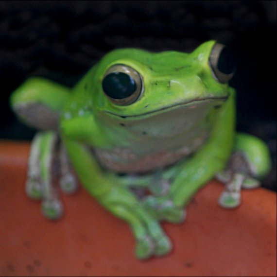 frog