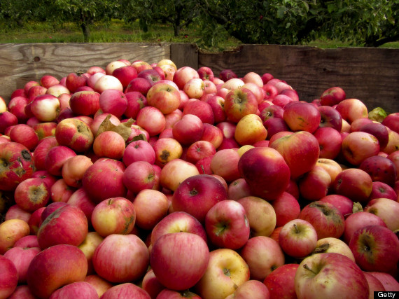 apple orchard