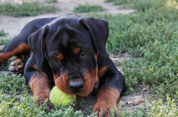 rottweiler