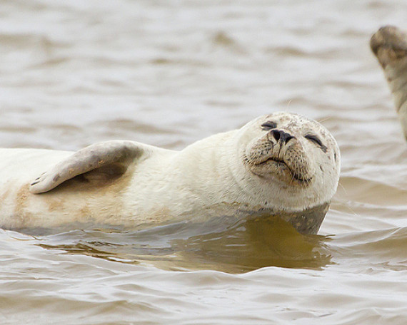 seal