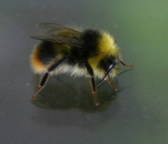 bee