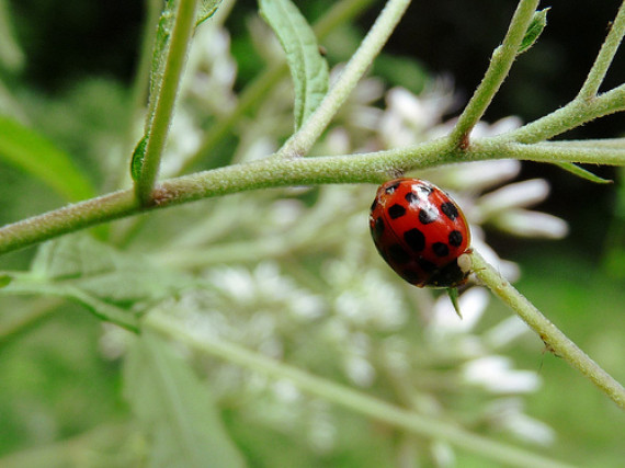 ladybug