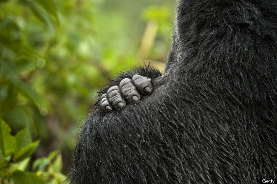gorilla hands