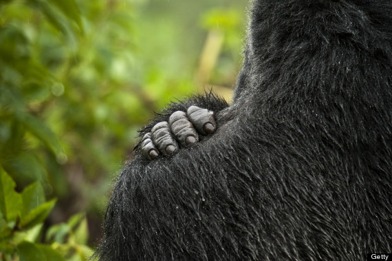 gorilla hand