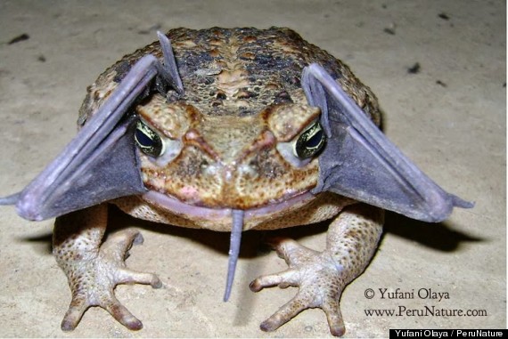 bat toad