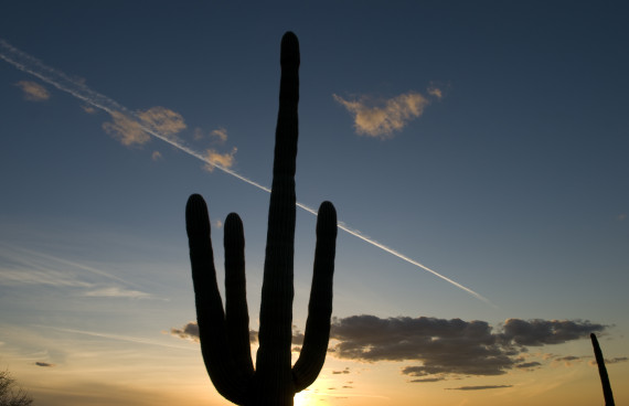 arizona cactus