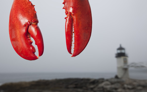 maine lobsters