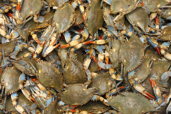 blue crabs maryland