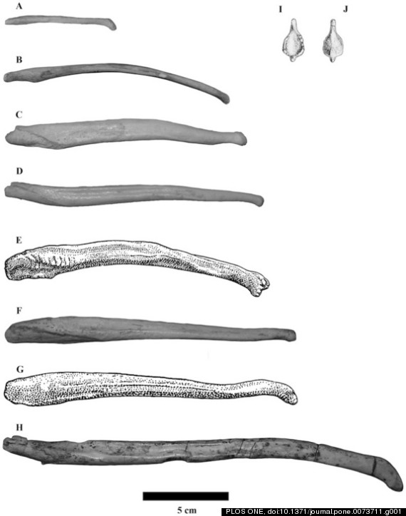 penis fossils
