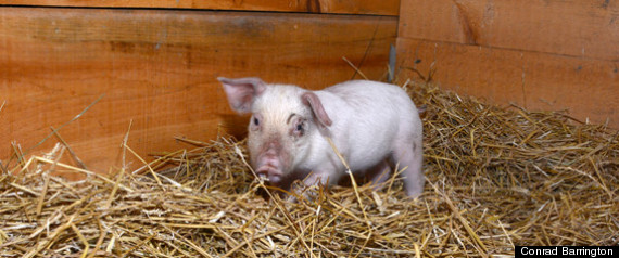 rescued piglet