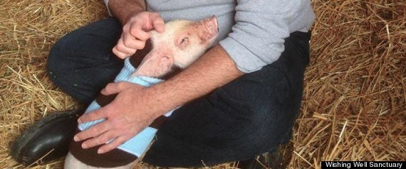 rescued piglet