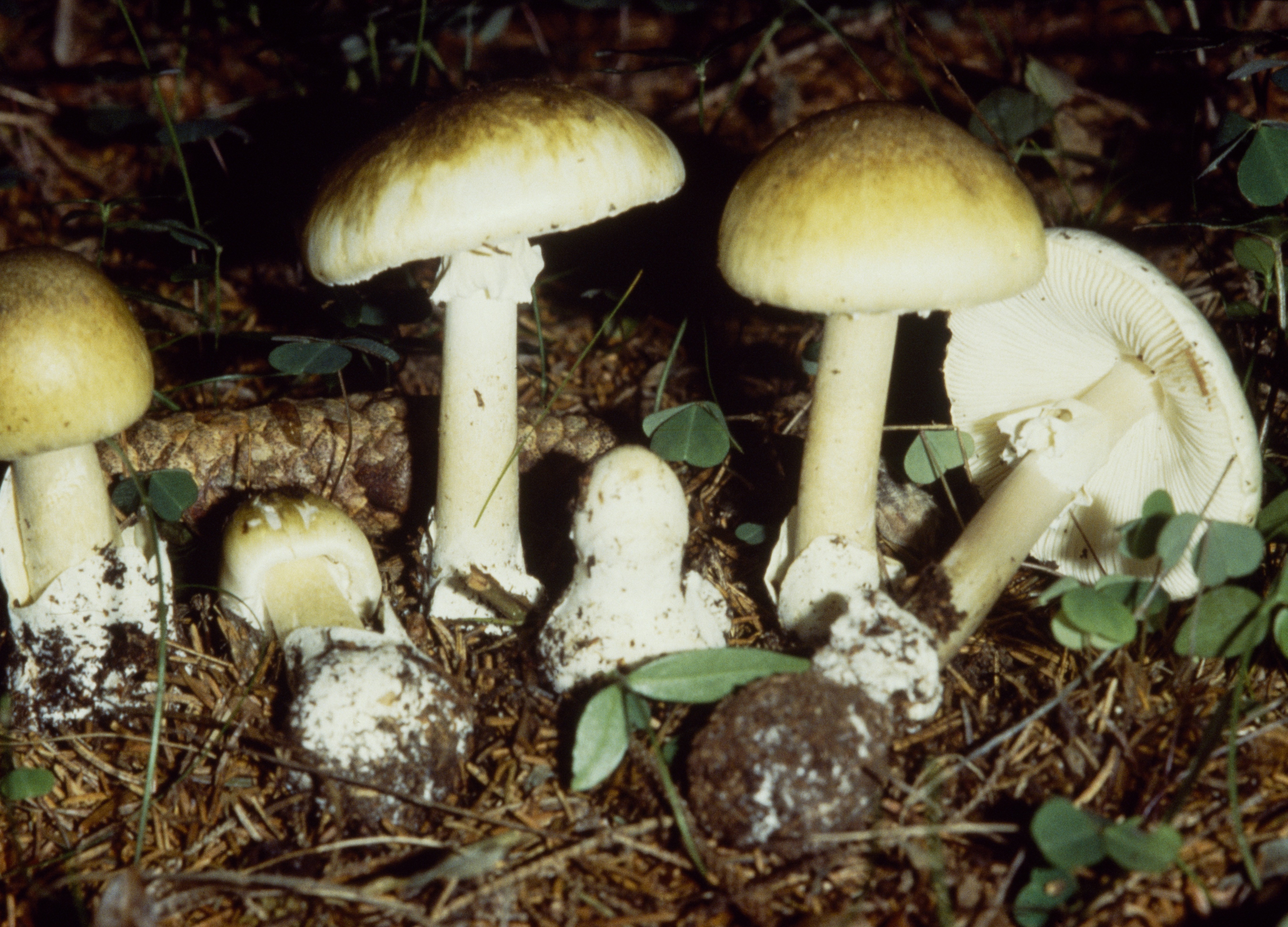 death cap mushrooms