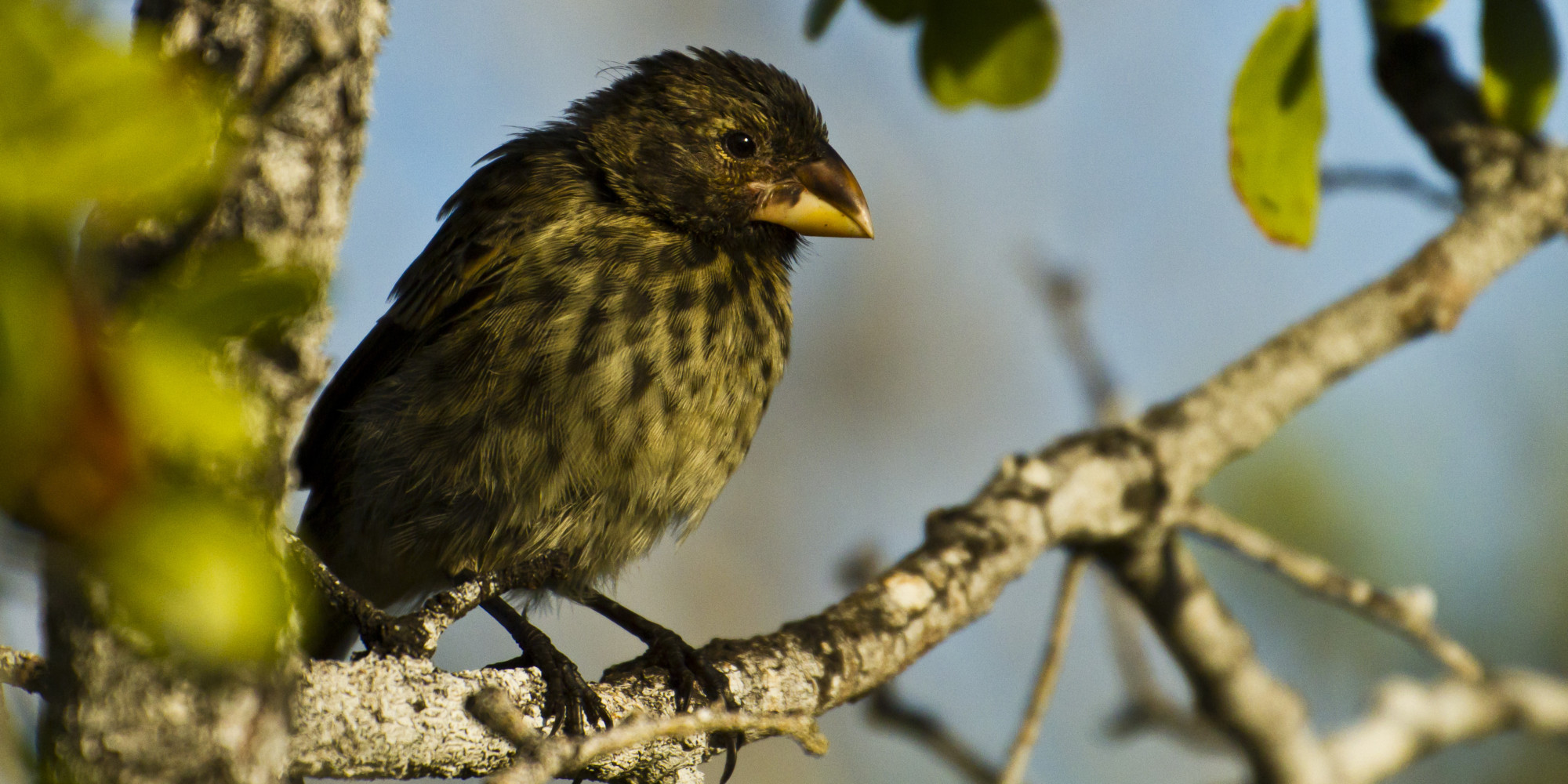 In Galápagos, An Insidious Threat To Darwin's Finches | HuffPost