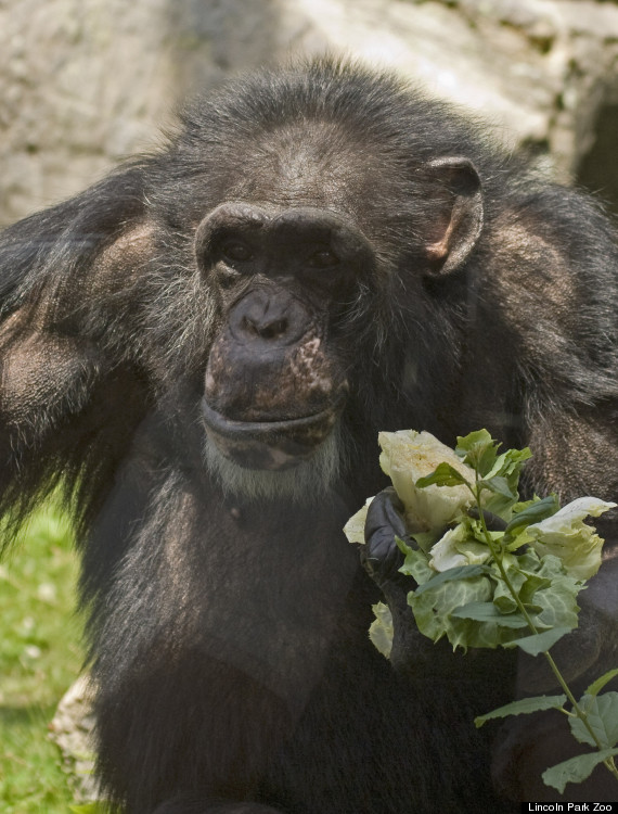 keo lincoln park zoo