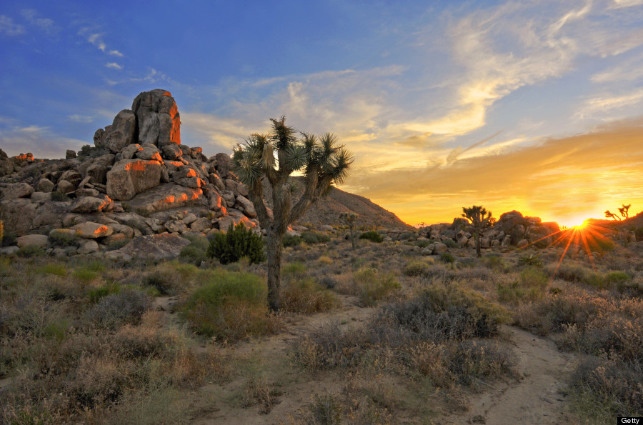 joshua tree national park