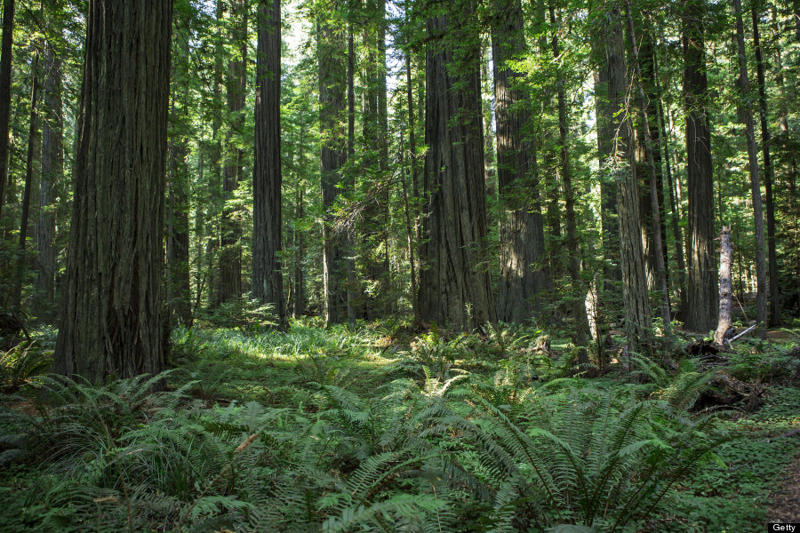 redwood national park