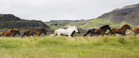 horses