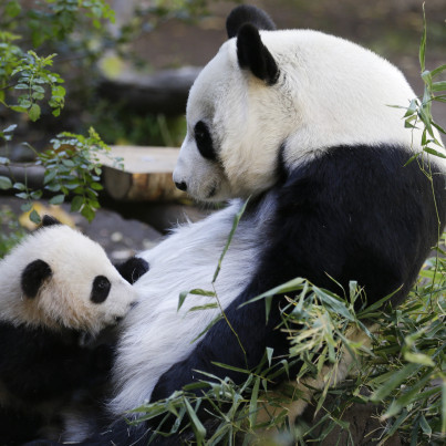 san diego panda 2013