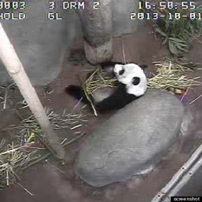 panda cam