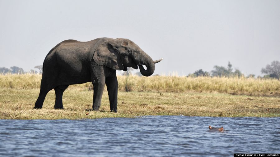 hippo v elephant