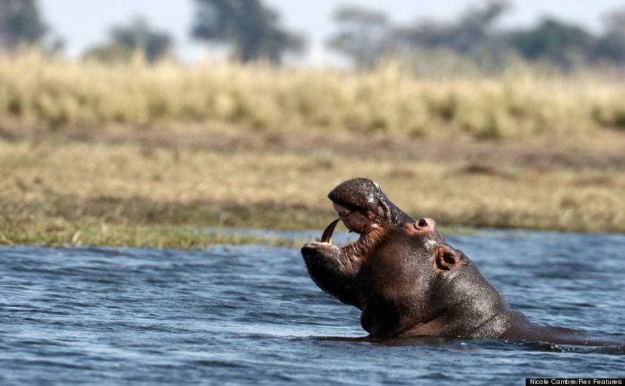 hippo v elephant
