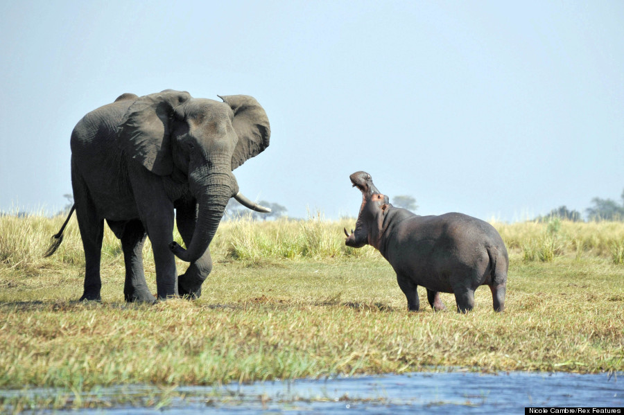 hippo v elephant