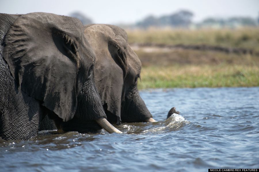 hippo v elephant