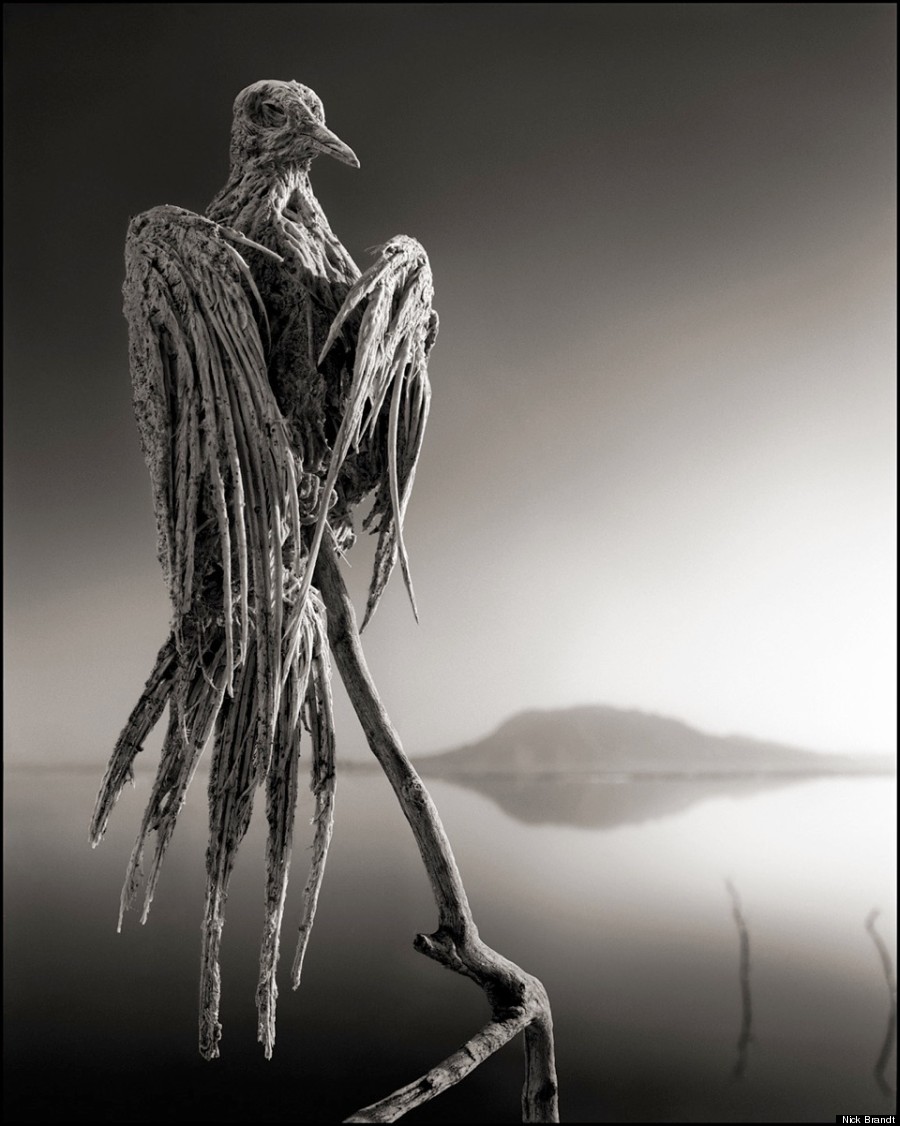 Deadly Lake Natron Turns Animals Into Ghostly 'Statues' (PHOTOS) | HuffPost  Entertainment