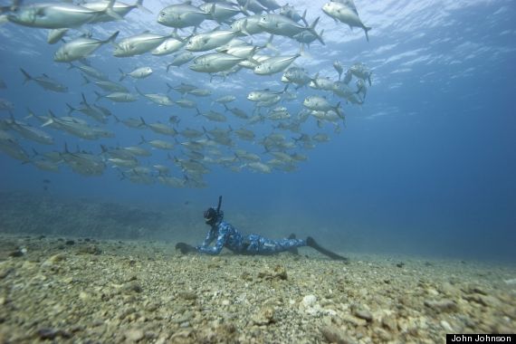 kimi beneath fish