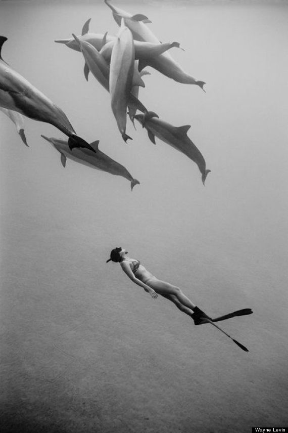 dolphins