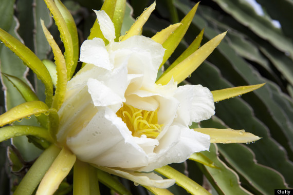 dragonfruit flower