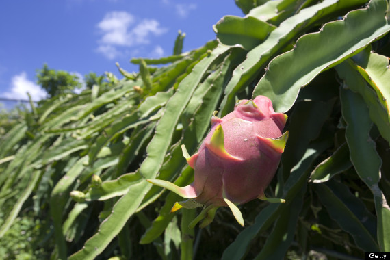 dragonfruit cactus