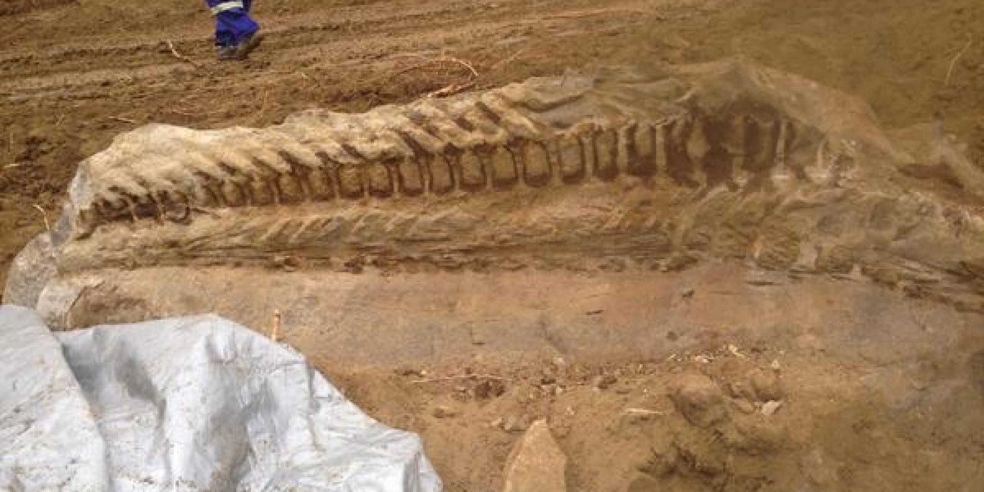 Massive Dinosaur Fossil Unearthed By Alberta Pipeline Crew (PHOTO)
