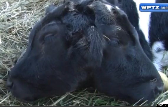 two headed calf