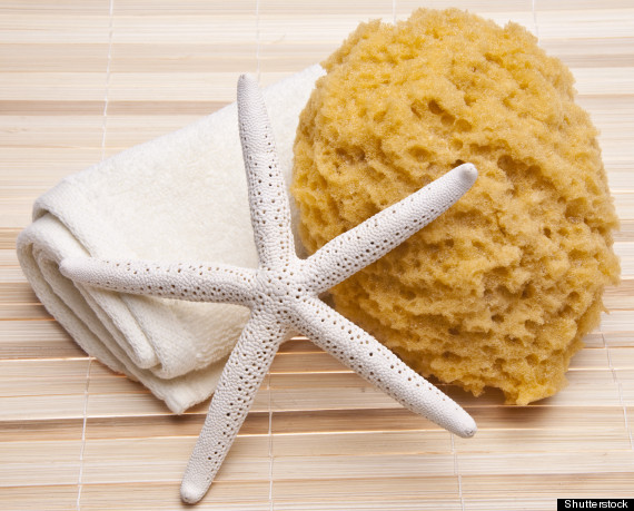 sea sponge