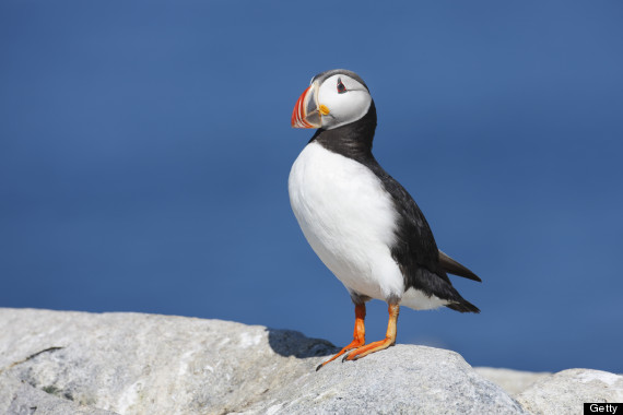 puffin