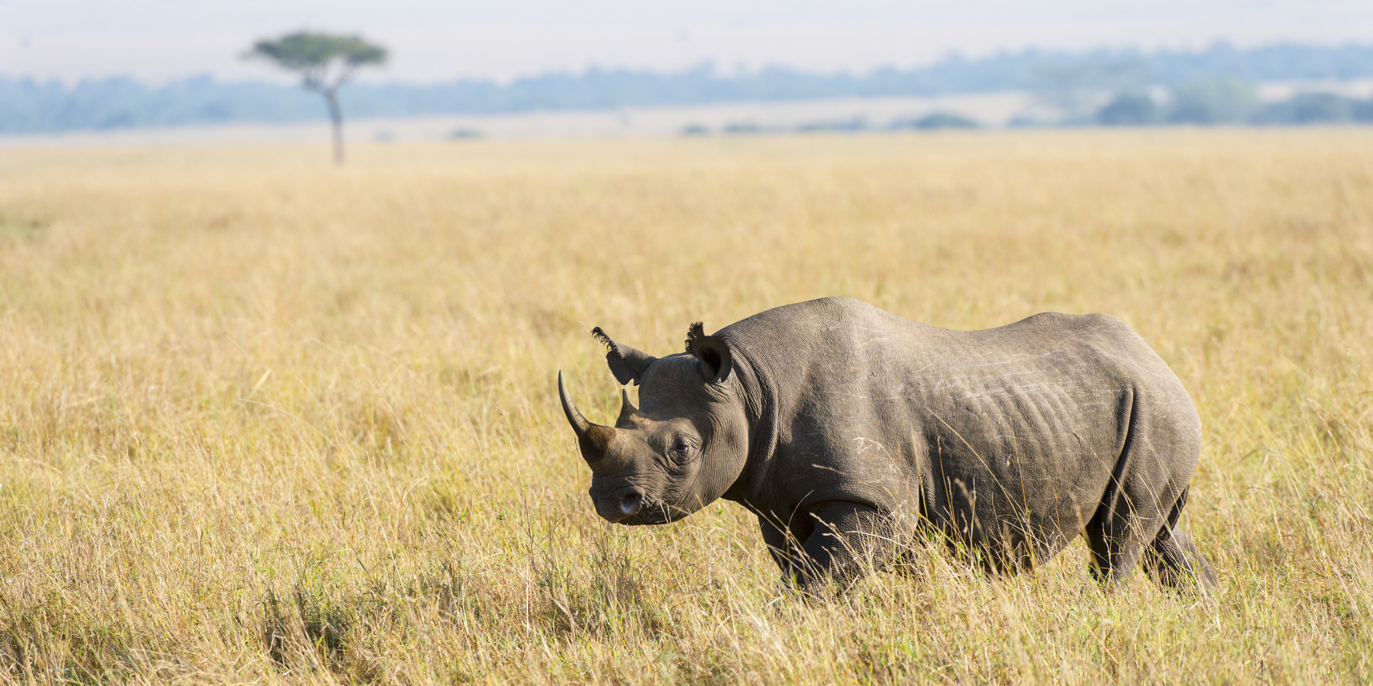 This Infographic Will Make You Realize Just How Bad Rhino Poaching Is ...