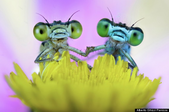 cute insects