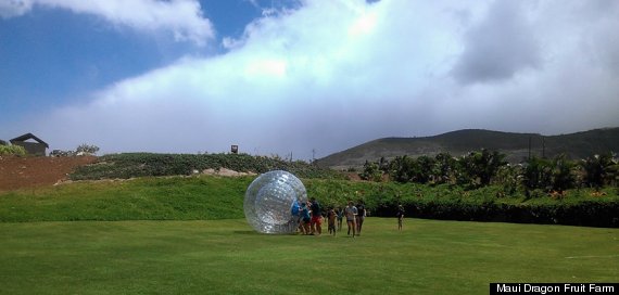 maui aquaball