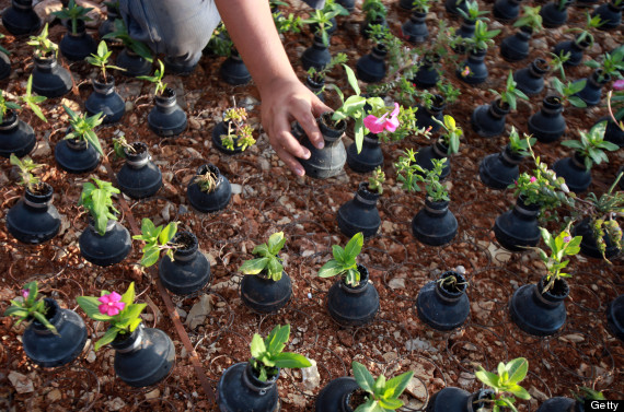 tear gas flower