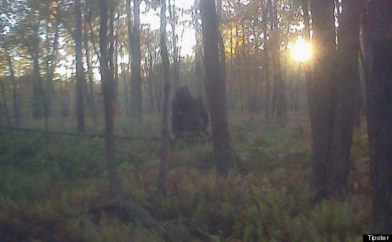 bigfoot stump