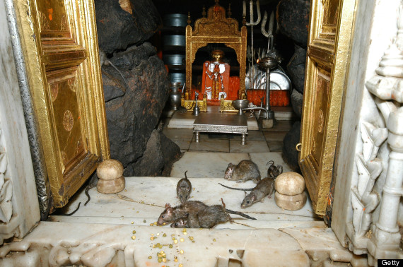 karni mata temple